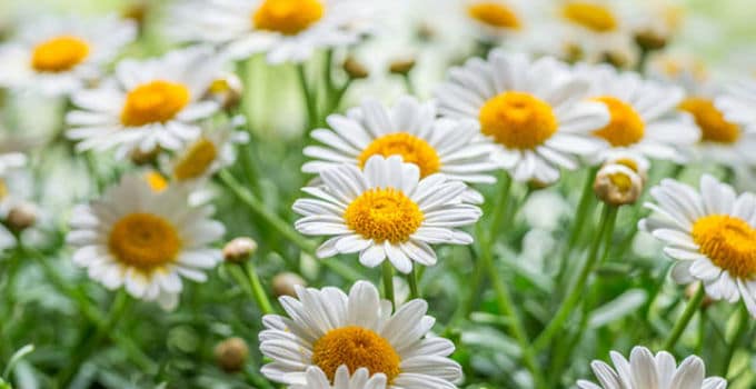 Quando è il primo giorno di primavera?